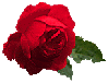 red_rose.gif (3789 bytes)